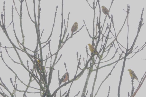 variety of birds in tree
